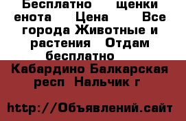 Бесплатно !!! щенки енота!! › Цена ­ 1 - Все города Животные и растения » Отдам бесплатно   . Кабардино-Балкарская респ.,Нальчик г.